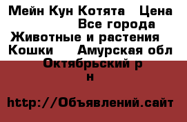 Мейн Кун Котята › Цена ­ 15 000 - Все города Животные и растения » Кошки   . Амурская обл.,Октябрьский р-н